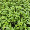 ORIGANUM MAJORANA 'MARCELKA'