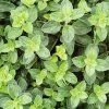ORIGANUM MAJORANA 'MARCELKA'