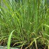 CYMBOPOGON kak1