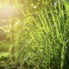 CYMBOPOGON (CITRÓNOVÁ TRÁVA)_ist