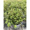 THYMUS SERPYLLUM 1