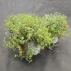 THYMUS SERPYLLUM4