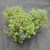 THYMUS SERPYLLUM5