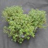 THYMUS SERPYLLUM8