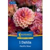 DAHLIA 'PACIFIC VIEW' Bruno