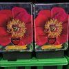 Paeonia lactiflora 'Eventide kak