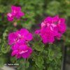 PELARGONIUM ZONALE 'YVONNE'_kak7