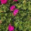 PELARGONIUM ZONALE 'YVONNE'3