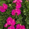 Pelargonium zonale Yvonne kak1