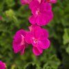 Pelargonium zonale Yvonne kak3
