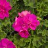 Pelargonium zonale Yvonne kak4