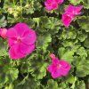 PELARGONIUM ZONALE 'YVONNE'1