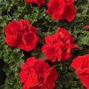 PELARGONIUM ZONALE 'MYLENA'2