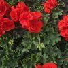 PELARGONIUM ZONALE 'MYLENA'3