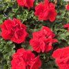 PELARGONIUM ZONALE 'MYLENA'1