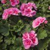 PELARGONIUM ZONALE 'LOUISE'