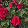 PELARGONIUM ZONALE 'RUBY LEE'2