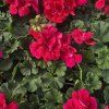 PELARGONIUM ZONALE 'RUBY LEE'3