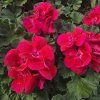 PELARGONIUM ZONALE 'RUBY LEE'1