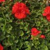 PELARGONIUM ZONALE 'JÚLIA' 2
