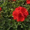 PELARGONIUM ZONALE 'JÚLIA' 1