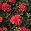 PELARGONIUM ZONALE 'GRECO' 2