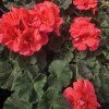 PELARGONIUM ZONALE 'GRECO' 3