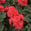 Pelargonium zonale Greco kak