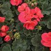 Pelargonium zonale Greco kak1