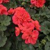 Pelargonium zonale Greco kak2