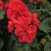 Pelargonium zonale Greco kak3