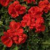 PELARGONIUM ZONALE 'EMÍLIA'1