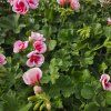PELARGONIUM ZONALE 'SMOKEY EYE WHITE'2