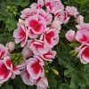 Pelargonium zonale Smokey eye white kak
