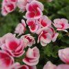 Pelargonium zonale Smokey eye white kak1
