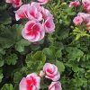 PELARGONIUM ZONALE 'SMOKEY EYE WHITE'1