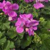 PELARGONIUM ZONALE 'LAVINA' 2