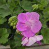 Pelargonium zonale Lavina kak