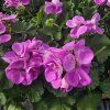 PELARGONIUM ZONALE 'LAVINA' 1
