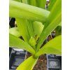 ALLIUM 'GLADIATOR' (CESNAK) kak1