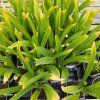ALLIUM 'GLADIATOR' (CESNAK) kak2