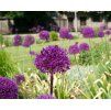 allium gladiator shut