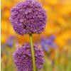 allium gladiator shut 3