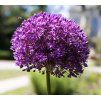 allium gladiator shut1