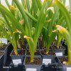 ALLIUM 'GLADIATOR' (CESNAK) kak