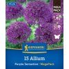 ALLIUM 'PURPLE SENSATION'_nebelung