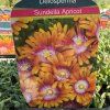 DELOSPERMA 'SUNDELLA APRICOT' kak2