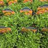 DELOSPERMA 'SUNDELLA APRICOT' kak