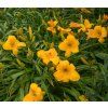 HEMEROCALLIS 'BAKABANA' Shut1