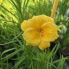 HEMEROCALLIS 'BAKABANA' kak1